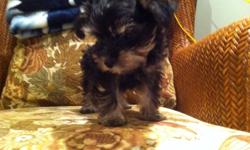 Three teasup snorkeys for sale.
mom is a teasup yorkie she is 3 poundsand the dad is a teacup schnauzer he is very rare..4 pounds They are rare becuase of the size i am the only one the has a make schnauzer that small..
902 277-0209