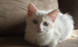 Please CALL 905-957-1924 for more info.
Extremely affectionate, well socialized and fluffly lovably kittens
Ready for thier new homes
*Seal point tortie mitted female
* Rare Flame point mitted female with blaze
*Rare flame Bicolor female
All Kittens