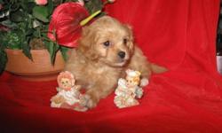 BEAUTIFUL APRICOT TOY CAVAPOO'S! EXCELLENT COMPANIONS! LOVE BELLY RUBS! LOVE PEOPLE, WONDERFUL TEMPERMENTS! THESE ARE VERY TINY! WILL BE ANYWHERE FROM 6-10LBS!!! PUPS ARE VET CHECKED, 3 VACCINATIONS/DEWORMED ,GENETIC HEALTH GUARANTEE!AND LOOKING FOR THEIR