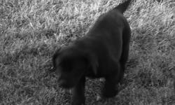 Cute Female Black Lab Puppies for Sale Have had all their shots and are ready to go to new homes. Parents are super hunting dogs as well as great family pets. asking $200.00 Call 403-653-2013
