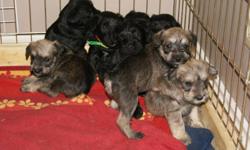 HYPOALLERGENIC, NON-SHEDDING, loving, playful mini schnauzer pups! Have had their tails docked,dew claws removed, first set of shots, and 2 sets of deworming done. Living in our family room, we have 2 kids so the puppies are well socialized and used to