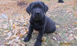 Only 2 amazing Black Lab puppies left. Camo is very laid back and has a large blocky head. Red is a bit taller and quite curious. Only boys left. Both parents are EIC clear, with good hips. Dam and Sire are both working dogs as well as pets. Puppies will