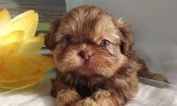 L@@K !! At these gorgeous, unique colored  Shih Tzu Babies!! I have 4 boys and 1 girl. Their parents are registered with AKC and CKC. They will be registered with CKC. Well know names in their bloodlines!! You can see the  FLAT FACEs in their photos,