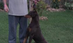Male doberman, neutured, ears cropped, all shots, house trained, reasonable to good home. for more infomation please contact.