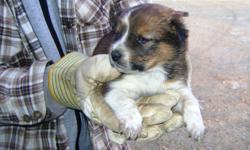 Red Heeler/Border Collie cross puppies. ONE LEFT. Both mother and father of the puppies are good cattle dogs and around small children daily. They are also both good companions with the farm cats. The puppies do not have any shots. Ready to go just before