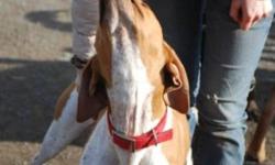 Ichabod is a 2-year old English (Red Tick) Coonhound. He is neutered and vaccinated. Ichabod, Icky, is a very handsome, sweet dog. He is very sociable with all the other dogs he has met. He enjoys having freedom in the yard and is loving his new life,