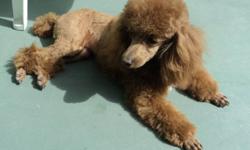 3 reds males tiny toy poodles. All puppies their come with vet check and first needle, dewormed, dew claws, tail done and registered to CKC. The mother 5 1/2 lbs. and father 4 lbs. He is with cookies jar on picture. The price is $1300. $1400. $1500. The