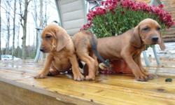 Redbone hound pups for sale both males and females-parents on site and both are excellent hunters