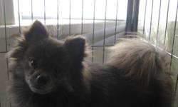 I AM REHOMING MY TWO POMERANIANS DUE TO MY HEALTH.  I HAVE A FEMALE BORN DECEMBER 16TH, 2010  SHE IS A SILVER SABLE BROWN.
MALE BORN DECEMBER 27TH, 2010. SOLID BLACK.  I AM ASKING 350. EACH OR BETTER DEAL IF YOU TAKE BOTH.   THEY ARE WONDERFUL DOGS,  WHO