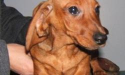 CKC Reg Mini Smooth Dachshund pups
Champion bloodlines.
Breeder for over 30 years
Vaccinated , Dewormed and Tattooed
Pups are 3 and 4 months old
Males $700 and Females $800  Pet price
2 Year Health Guarantee
Great Family Pet
Low Shed breed.
306-869-2559