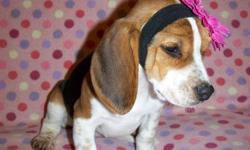 AKC registered Beagle puppies for sale. Very well socialized and very friendly.  They have had 2 vaccinations already and been vet checked and dewormed.  $400 each .... lost to chose from but they are going fast!
 
pink for girls, boys are in blue