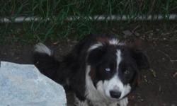 "Katie" is a 11 month old female registered border collie pup, she is lightly started on sheep and showing lots of potential, we have her parents and they are strong, powerful working dogs. they are exceptinal cattle dogs and work sheep with ease. she is
