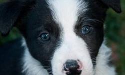 Registered Border collie pup ready to go to his forever home!! Black and white, super sharp and keen! From outstanding lines both here in Alberta and Saskatchewan! Multiple champions on both sets of papers!! Will excel at what ever you ask from flyball to