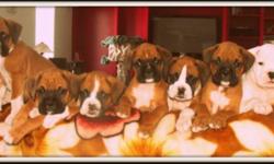 LISIANTHUS EURO BOXERS
 Top quality American/European Boxer puppies available to loving families. We are super pleased with our puppies development. They have out going personalities always exploring and willing to learn.
 
We have spent countless hours