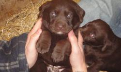 Registered Chocolate Lab Pups
5 males, 4 females
pups will be vet checked, receive first shots, be microchipped, and registered with CKC
Ready to go by Dec. 1st
telephone: (519)-677-4482