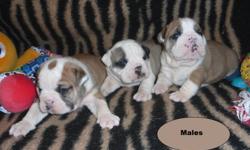 Reg. English/British Style Bulldog pups                1- Solid Dark Red/Brindle Female                    Upcoming 2012 Breedings include
         The Rare Black Tri to Black Tri breeding.
      TO NON-BREEDING FOREVER PET HOMES ONLY.
      Come with