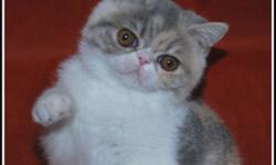 REGISTERED BLUE PATCHED SPOTTED TABBY & WHITE - EXOTIC SH (SHORT HAIRED PERSIAN) - FEMALE - KITTEN AVAILABLE. 
EXOTICS HAVE THE SAME SWEET TEMPERAMENT AS THEIR PERSIAN COUSIN. THESE FUN LOVING CATS MAKE A GREAT FAMILY ADDITION.
THIS GIRL HAS A WONDERFUL