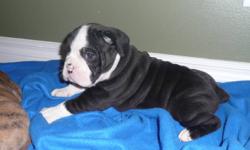 Quality and Healthy Registered Olde English Bulldog Puppies looking for forever homes. We have Males and Females available. .
Deposit is required to hold the puppy of your choice.
All the puppies are thick, bully, and full of wrinkles!
Puppies are family