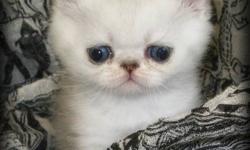 Exotic Gems Cattery has available super sweet and adorable shaded silver and shaded golden exotic kittens!
 
Each kitten has had their first vet check up, vaccination and has been dewormed with revolution. They are CFA registered and will leave here with