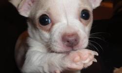 Beautiful Tiny Registered Purebred Apple Head Male Chihuahua Puppy.
Will be ready to go home just in time for Valentines Day!!
Pics are taken close up, he really is a tiny boy.
Tiny T-cup size white male weighed 2.5 ounces at birth, approximate adult