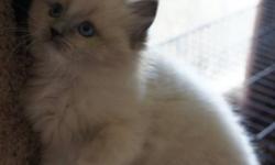 Two males, born Aug.20.  Blue Point mitted still avaialable.  Very good sized kittens.  Both Dam and Sire can be seen on my website.  Kittens come from excellent pedigrees.  All kittens guaranteed HCM & PKD negative.
Pets only!  2 year health guarantee -