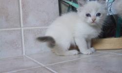 Adorable Ragdoll kittens ready to go mid October! We have seals and blues in bicolors, colorpoint and a few mitteds. Males and females available. They come from a loving home where they receive lots of attention and love. They are raised with young
