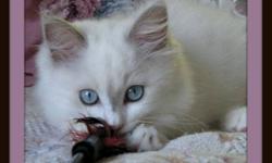 Registered Ragdoll kittens available and ready to go to
a new home.
Bred for bunny soft fur, beautiful blue eyes, large
size and docile personality.
E-mail for information and website address. Please note
that this is not an ad for free kittens. Thank