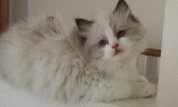 Beautiful kittens.
2 seal bicolor boys.From excellent lines.
 
Will have full vet health check shots, dewormings
Very very social.Boys not ready yet, but not to long.
Please contact me for more information.
To loving pet only homes.
Please visit my