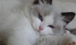 Amazing , beautiful and super affectionate ragdoll kittens available to great pet homes. All have had their vaccinations, defleaing and deworming up to date. All parents have been DNA tested for genetic faults. These adorable kittens are raised underfoot