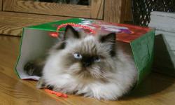 We have a Seal Point Himalayan available. He is purebred, TICA (The International Cat Association) Registered. He is PKD Negative. He is a sweetie and likes to get snuggles and always has to be close by. He can be quite the helper. He is smart and