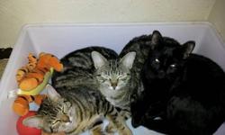 This mother cat and her 2 kittens were abandoned when the babies were quite young. Luckily, they were rescued by a good samaritan and have been living indoors for most of their short lives. They are all fully litter box trained and have very sweet,
