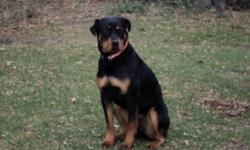 we have a one year old purebread rotti,she is  very good with kids,loves to run and play,she is a big dog,can't keep her any more,just don't have the time,we would like her to go to a very good home, plays good with other dogs but hasn't been around