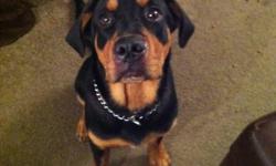 i have a 10 month old rotti/bullmastiff his name is tyson. i dont want to get rid of him but i have to because i dont have time for him. hes very obidient and friendly.