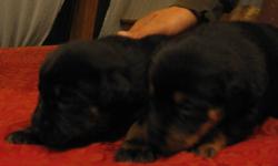 1 Prince and 6 Princesses looking for their forever home.  Mom is a rotti, and dad is a lab x.  They are very playful and are enjoying playing with the 4 kids in the house.  They currently are indoors at night, but are spending most of the day outdoors to