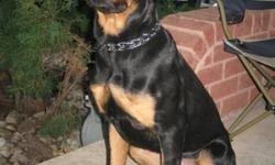 8 month old male, pure Rottweiler, crate trained, vet checked, rabies shots.