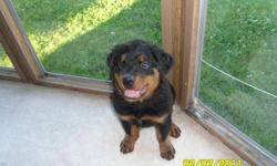 We have a 3/4 rotti 1/4 bernese mountain dog  puppy names Koda for sale.He is almost 8 months old and is up to date with all shots including rabies. He is fully house trained and knows his sit, lay down and how to pass both paws. He is not neutered and
