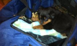I have 6 German rottie puppies, they will be ready to go to there new home on September 30th. The will have there first shots, they have there tails docked and dew clause removed.
Upade: I have 2 little girls leftalmost ready to go let me know soon.