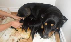 Rottie puppies born today 3 boys and 4 girls.. be ready around Christmas time.. Please contact at 299-0209 or 299-0208. Mother and Father on site.