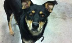 rottweiler and husky mix breed 10 month old male dog.very friendly, trained to play with kids, do tricks: stand on two legs,roll over and more.He always likes to learn new tricks.fixed(neutered) him two month ago.all the vaccinate up to date.just
