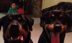 Jasper is a 4 year old male Rottweiler/Doberman cross. He is partially deaf due to abuse from previous owners as a baby. He is a tall and sleek dog. Body of the Doberman and his head is a mix of both. He's a very good dog. He loves his people and is good