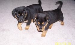 Puppies are 3/4 Rottie, 1/4 German Shepherd. Were vaccinated and de wormed on Dec 2. Only 2 girls left!