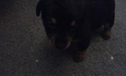rottweiler/lab cross puppy only 275 she is a female and she loves to play and she loves to cuddle she is very cute and she just turend 8 weeks today please call 604-729-6261 thank you