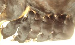 Rottweiler pups. 6 males and 2 females. Tails docked. Will be ready to go early November. Pups in first pictures, Dad in 2nd and third, Mom in last.
Will have wonderful temperments and make a good family dog.
Call 780-614-2460 as I do not have access to a