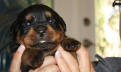 Beautiful rottweiler puppies, 7 boys, 5 girls.  Born Sept 13th, ready for viewing third week of October.  Both parents have great temperment and excellent health, pups are raised inside our family home.  Pups will be read to go first week of November with