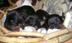 Rottweiler puppies ready to go to new homes in the middle of November. They have had their tails docked and dewclaws removed. Puppies come with a vet check, 1st shots, health guarantee and will be dewormed twice.
3 girls left to choose from.
We have both