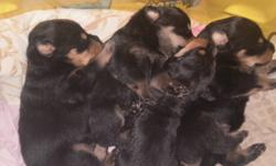 My dog had pure bread rottweiler puppies
$600 each.tails docked,dew claws,dewormed
and defleaed.Great temperment mom and dad
on sight.call  or e-mail john or cherryl
for more details.