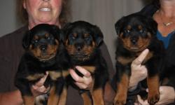 Beautiful rottweiler puppies, 3 males left.  Born Sept 13th, ready for viewing.  Both parents have great temperment and excellent health, pups are raised inside our family home.  Pups will be ready to go first week of November with health check, first