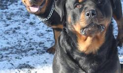 SHOW WITH CONFIDENCE!
 
Pure German Rottweiler Puppies for sale $700.00.
Mom and Dad on site both pure German Rottweilers. No history of hip displaysia or any other medical problems.  They are good tempered and have always been around small children.
All