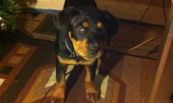 she is a great puppy looking for a home. she is 13 weeks and is a full breed rottie , she comes with all her toys and vet papers ,shes had all her shots and her tail is snipped . 550 o.b.o
This ad was posted with the Kijiji Classifieds app.