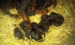 Healthy litter of Rottweiler pups! Tails have been docked All puppys will have first shots and health records at time of pick up. A 200$ non-refundable deposit is required to hold the puppy of your choice. Puppys can be viewed before the date they are